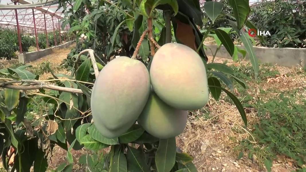 Domatesleri söküp tüm serasına bu meyveden ekti: Şimdi kazandığı parayı hesaplayamıyor! Kilosu 200 TL 7